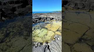 Tide Pool Wild Creatures Real Life Moana [upl. by Yoo51]