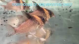 Corydoras cf brevirostris CW27 [upl. by Belvia466]