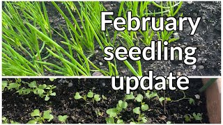 February seedlings update shokher bagan 2023 [upl. by Alurd630]