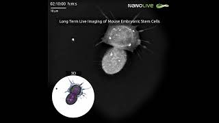 Long Term Live Imaging of Mouse Embryonic Stem Cells updated [upl. by Reivax]