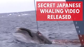 Shocking Japanese whaling footage shows barbaric hunt in Australian whale sanctuary [upl. by Sekofski]