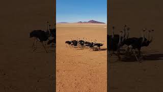 ostriches in Namibia [upl. by Aibun]