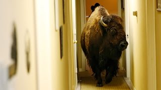 Bullet the Bison is Looking For a New Home [upl. by Blinnie]