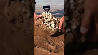 There are so many coral rocks on the beach Go to the beach New Farmer Plan 2024 [upl. by Anerhs]