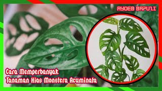 Cara Memperbanyak Tanaman Hias Monstera Acuminata ayoebbapuzi [upl. by Lugar]