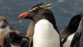 Falkland Islands  wildlife and heritage [upl. by Etnohc]