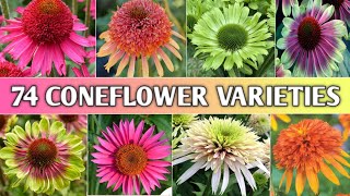 74 Coneflower Echinacea Varieties  Echinacea Types  Coneflower Varieties  Plant and Planting [upl. by Ateloiv]