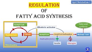 5 Regulation of Fatty Acid synthesis  Lipid Metabolism5  Biochemistry  NJOY Biochemistry [upl. by Alveta]