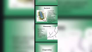 Ribosomes by pankaj Dmlt [upl. by Penman]