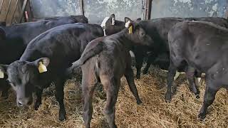 18 Reared Heifer calves for Grass for sale [upl. by Savinirs]