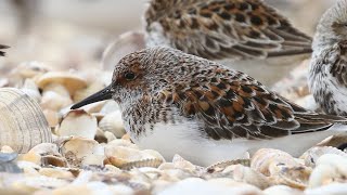 Sanderling on Spring Migration  Calidris alba [upl. by Llehcim]