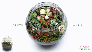 Nerve Plant Terrarium  FIttonia ASMR Build [upl. by Avlasor808]