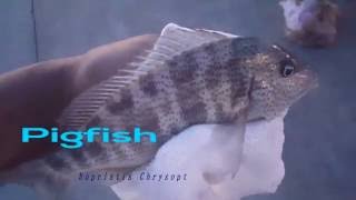 Amazing Pigfish really sounds like a pig [upl. by Retxed]