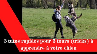 3 tutos rapides pour 3 tours tricks à apprendre à votre chien [upl. by Torrance]