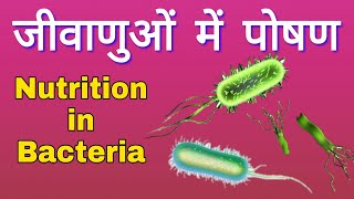 Nutrition in bacteria  जीवाणुओं में पोषण  Bacterial nutrition types  Biology crash course [upl. by Frederigo]