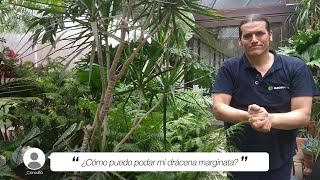 ¿Cómo se poda la drácena marginata  Jardinatis [upl. by Anselmo122]