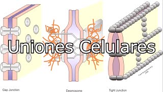 Las uniones celulares [upl. by Assed]