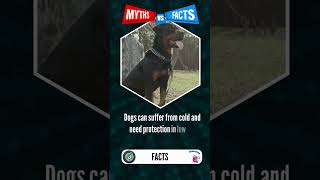 Does Fur Make Dogs Impervious to Cold dogtrivia dogquiz dogfacts shorts [upl. by Assilak]