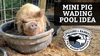 Miniature Pig Mini Pig Wading Pool Idea [upl. by Assirahs56]