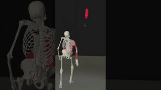 Movement of Hand Muscles When Throwing  Anatomy 3D Animation anatomy health 3d [upl. by Anivlac]