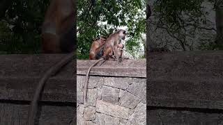 nature dendrophile beautifulnature monkey monkeys monkeyvideo monkeylove monkeylovebaby 🤎🤍 [upl. by Tandie]