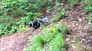 Bristol Dog Walking  Blaise Castle Woods [upl. by Yordan]