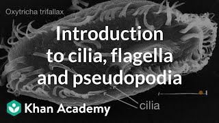 Introduction to cilia flagella and pseudopodia  Cells  High school biology  Khan Academy [upl. by Cherie]