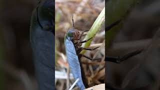 オオヒラタシデムシの幼虫？顔ドアップ Eusilpha japonica larvae （carrion beetles、埋葬虫） shorts [upl. by Pengelly255]