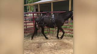 Surcingle Training for Mules and Donkeys [upl. by Goles371]