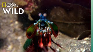 Mantis Shrimp Packs a Punch  Predator in Paradise [upl. by Einhpets]