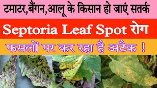 septoria leaf spot tomato treatment  septoria leaf spot on tomatoes  septoria leaf spot disease [upl. by Pachton370]