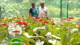 Success story on the anthurium cultivation undertaken by a housewife [upl. by Davine]