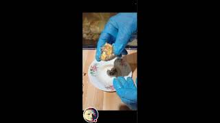 Jep Hos TV is live Eating 23 days BALUT duck egg part 2 [upl. by Rexer]