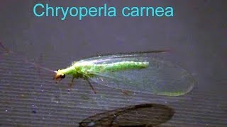 Chrysoperla carnea [upl. by Irrehc]