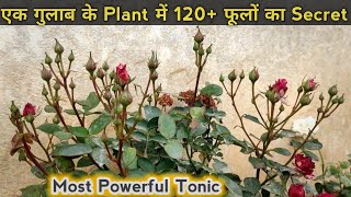 Best Fertilizer For Rose Plant  एक बार देते ही सैकड़ों फूल खिल गए  Rose Gardening Secret [upl. by Nonregla]