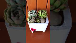 SUCCULENT ARRANGEMENT succulents shorts [upl. by Paulo]