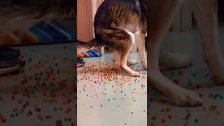 Dog Eats Orbeez and Leaves Everyone in Stitches at the Vet [upl. by Adolf]