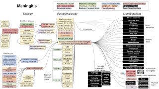 Meningitis mechanism of disease [upl. by Dimah]