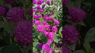 Gomphrena Globosa PalntGlobe Amaranth shorts amaranth flowers globe nature plants gomphrena [upl. by Siuqram]