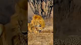 “Dominance Display Two Male Lions Feast on Fallen Cheetah” [upl. by Mulloy]