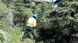 Denalis Fuels Crew thinning around Proennekes Cabin at Upper Twin Lakes [upl. by Ajnot]