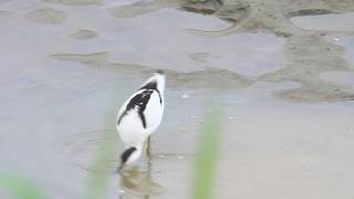 The Pied avocet caught a fish 反嘴鴴抓到一隻魚 [upl. by Anilrats259]