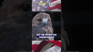 Lies about BALD EAGLE [upl. by Nocaed]