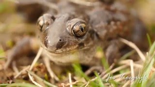 Pelobates Fuscus Knoflookpad Common Spadefoot Pelobate brun Knoblauchkrote [upl. by Suoirrad]