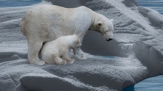 Der Eisbär  Dokumentation 1080p HD DokuExtrem [upl. by Ielak133]