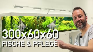 FISCHE und PFLEGE für 1080 Liter Süßwasseraquarium [upl. by Betta535]