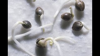 THE FASTS WAY TO GERNINATE SEEDS  EASILY POP CANNABIS SEEDS [upl. by Marelya]