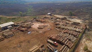 La déforestation sintensifie en Amazonie brésilienne malgré les promesses du gouvernement [upl. by Enicnarf48]