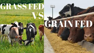 Grass Fed Beef vs Grain Fed Beef  Is Grass Fed Really Worth the Money [upl. by Etsyrk]