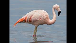 Phoenicopterus chilensis Chilean Flamingo [upl. by Karine]